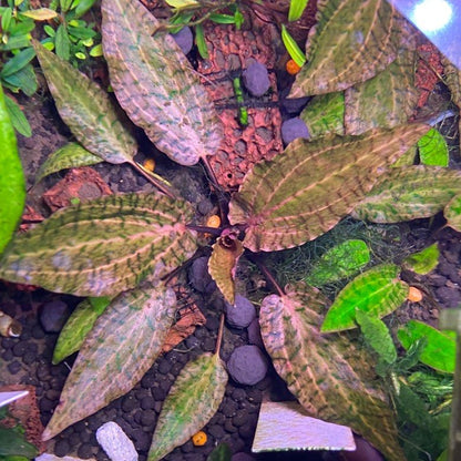 Cryptocoryne Nurii