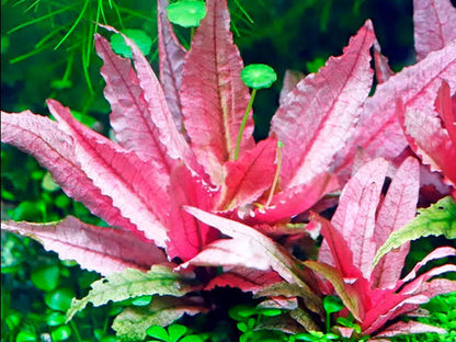 Cryptocoryne Pink Flamingo (rare)