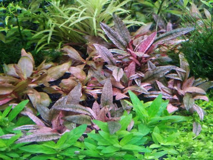 Cryptocoryne Pink Flamingo (rare)