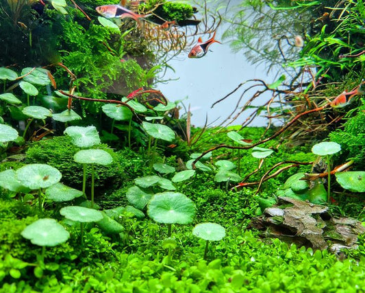 Hydrocotyle verticillata